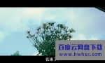 《雏菊》4k|1080p高清百度网盘