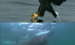 [BBC:赫布里底群岛：边海之岛][全4集]4k|1080p高清百度网盘