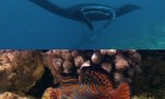 《深蓝2.丰富的珊瑚礁》4k|1080p高清百度网盘