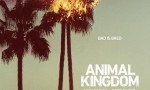 [动物王国/野兽家族/Animal Kingdom 第一季][全10集]4k|1080p高清百度网盘