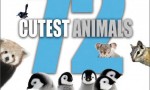 [72大可爱动物][全12集] [简繁英字幕][1080P]4K|1080P高清百度网盘
