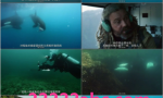 2021美国纪录片《虎鲸对上大白鲨》BD1080P.中字4K|1080P高清百度网盘