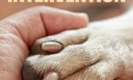 [驯犬师/犬类干预/Canine Intervention][全06集]4K|1080P高清百度网盘