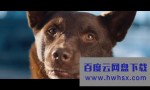 《红犬历险记》4k|1080p高清百度网盘