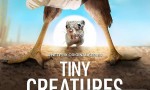 [微观世界 Tiny Creatures][全08集]4K|1080P高清百度网盘