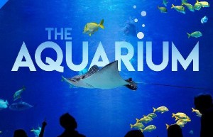 [水族馆/The Aquarium 第一季][全09集]4k|1080p高清百度网盘