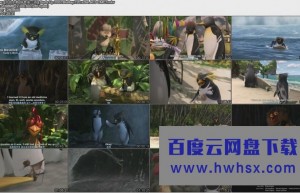 《冲浪企鹅1》4k|1080p高清百度网盘