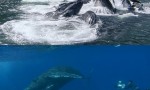 [BBC:海洋巨兽][全3集]4k|1080p高清百度网盘