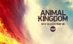 [动物王国/野兽家族/Animal Kingdom 第四季][全13集]4k|1080p高清百度网盘