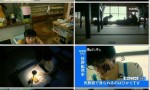 [我从哪里来 Boku wa Dokokara][全11集][日语中字]4K|1080P高清百度网盘