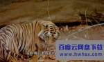 《印度：老虎王国》4k|1080p高清百度网盘