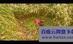 《红高粱》4k|1080p高清百度网盘