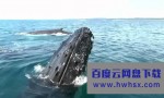 《颤栗汪洋3：深海鲨迹》4k|1080p高清百度网盘