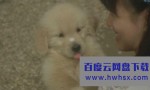 《狗狗与我的十个约定》4k|1080p高清百度网盘