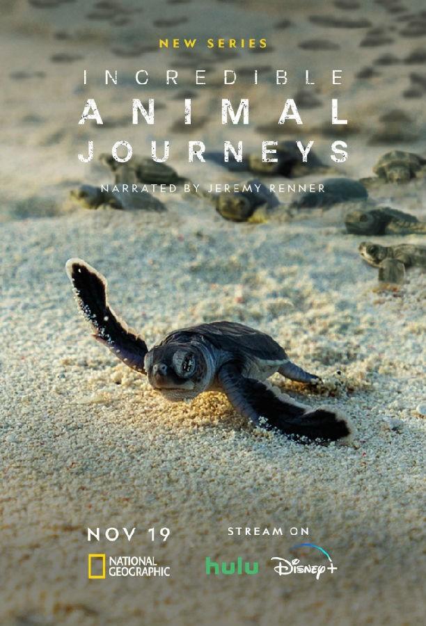 [不可思议的动物之旅 Incredible Animal Journeys 第一季][全07集][英语中字]4K|1080P高清百度网盘